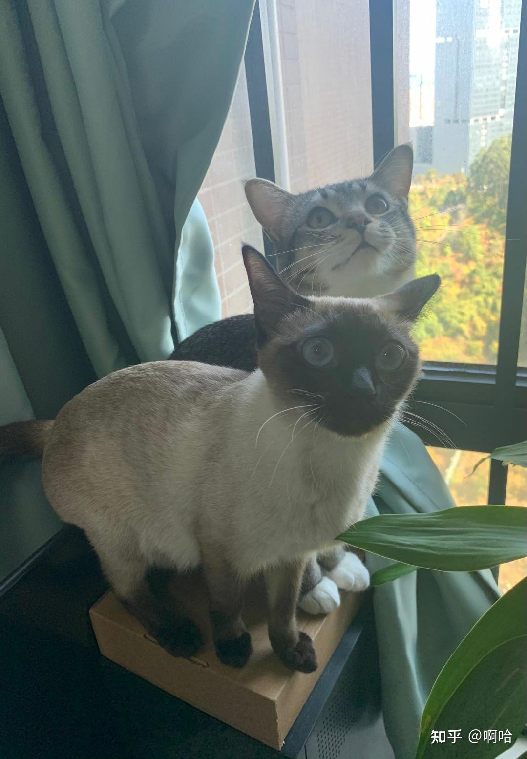 暹罗猫可以配狸花猫么? - 知乎