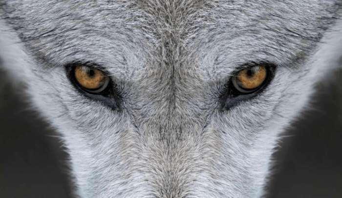 为什么狼的眼睛在晚上会发光?