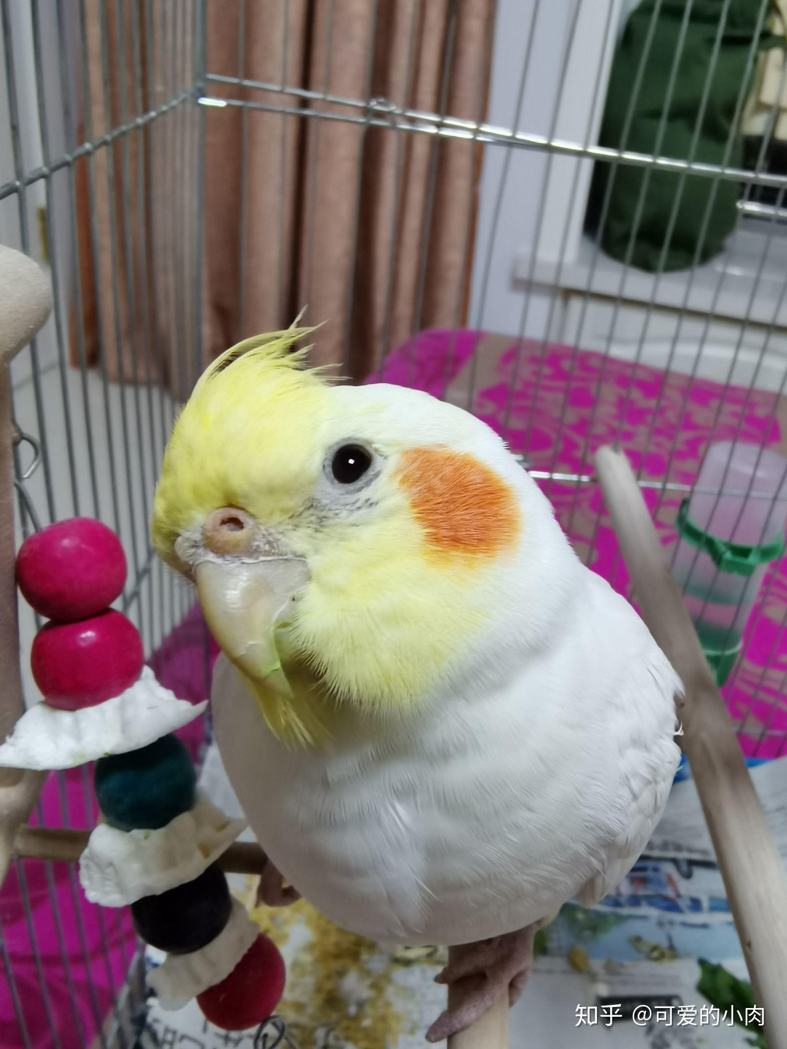 没养过鹦鹉想给妈妈买只黄化玄凤鹦鹉尽量少麻烦的那种请问大佬们有