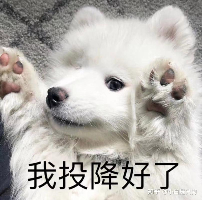 狗狗几种道歉行为,如果你家狗有,那就原谅它吧 - 知乎