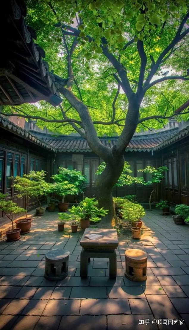 有个院子,一定要种一棵遮荫树! - 知乎