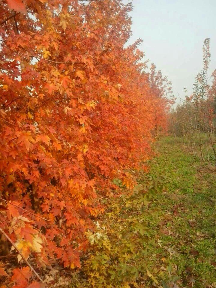 秋日夢幻的優點是什麼能夠在美國紅楓中獨領風騷