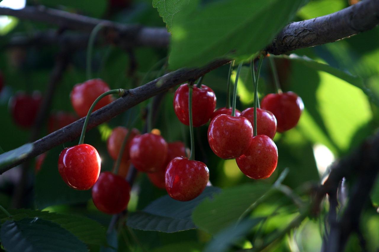 5. 樱桃叶用途探讨