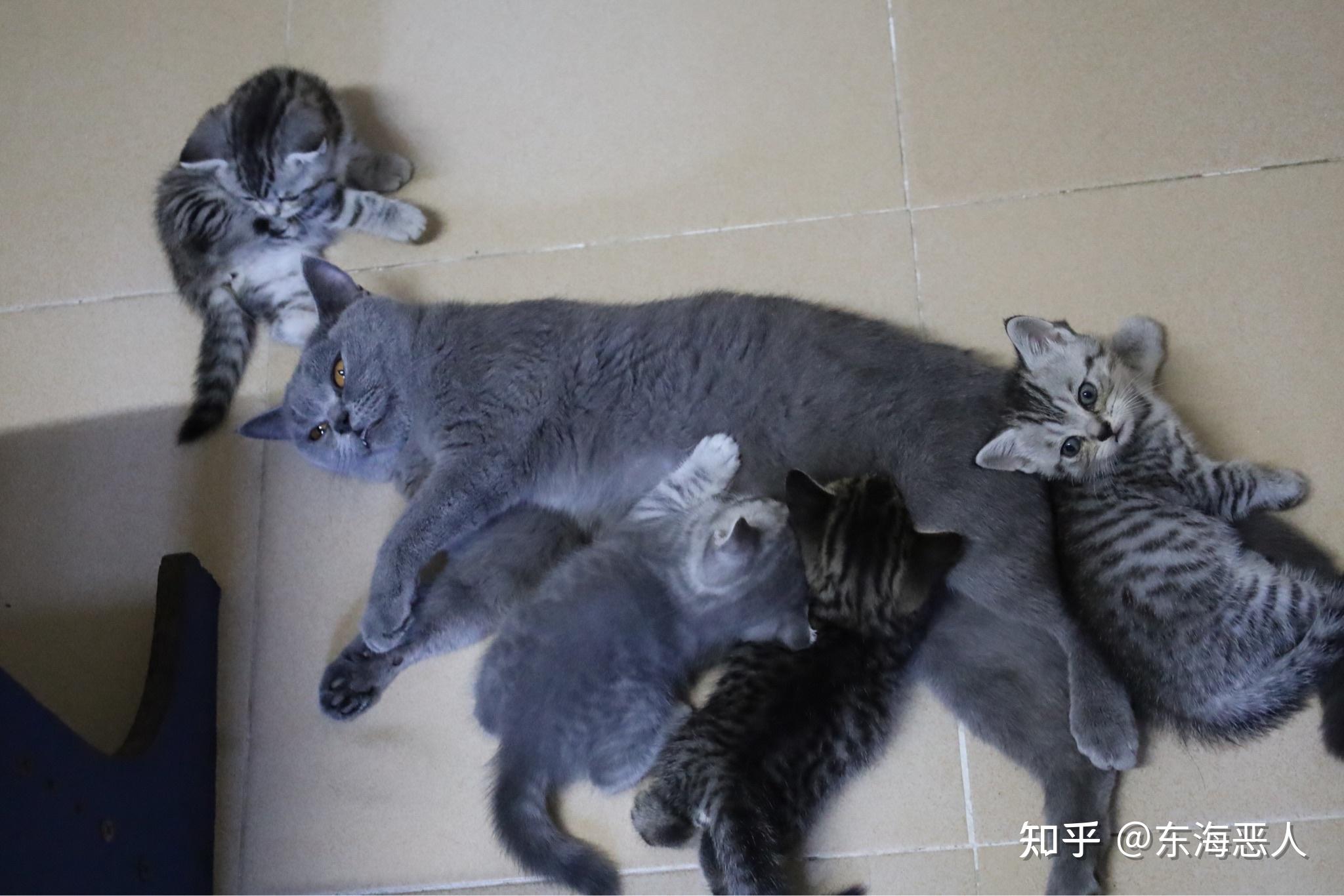 美短和英短杂交好看吗养猫的来戳戳