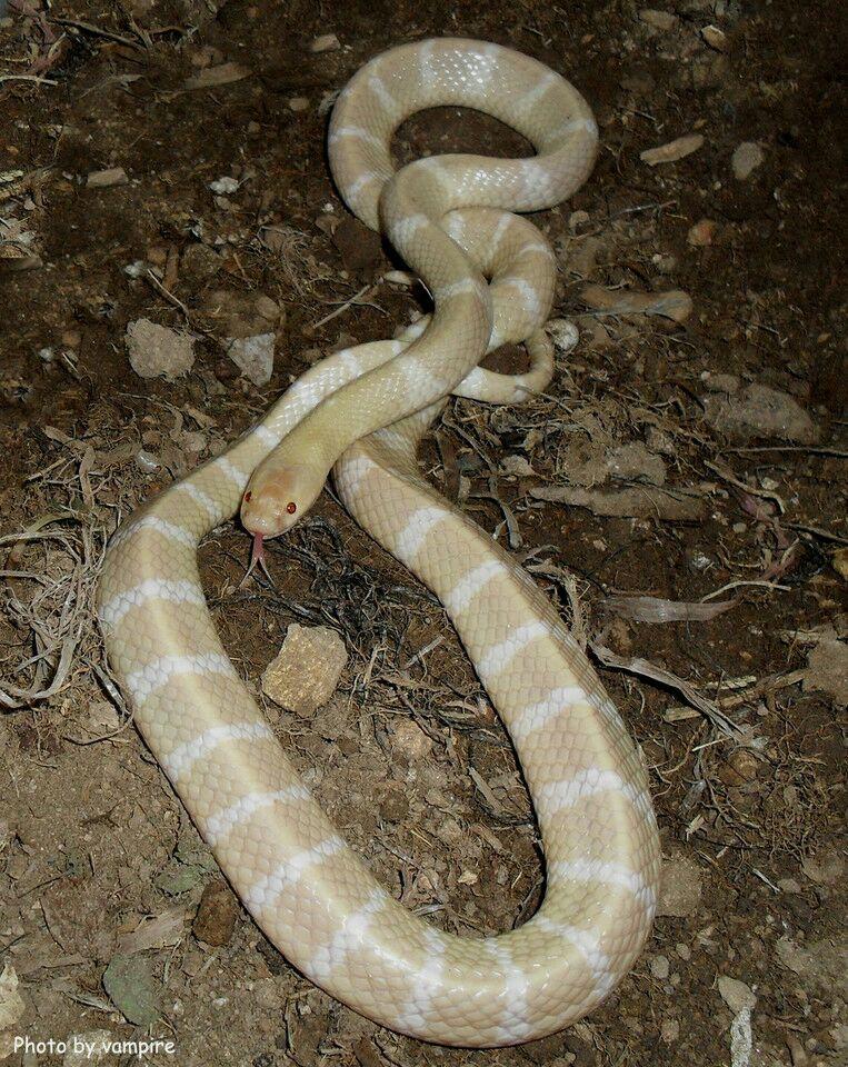 银环蛇白环蛇和白链蛇怎么区分