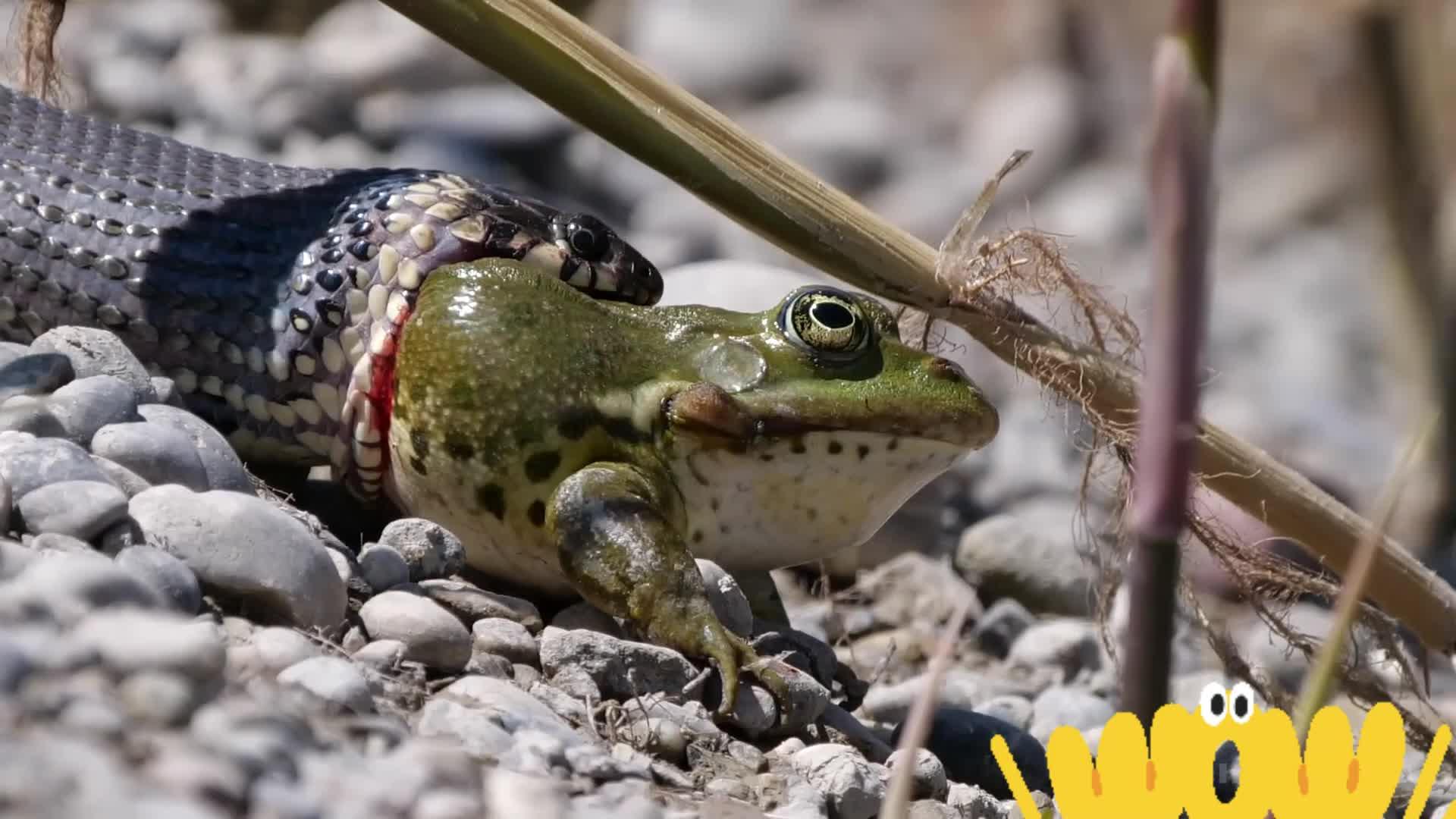 蛇与青蛙的生死对决