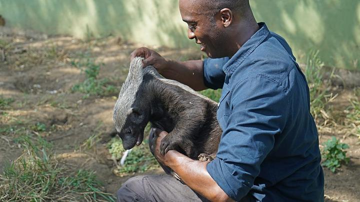 为什么动物进化不出皮甲？