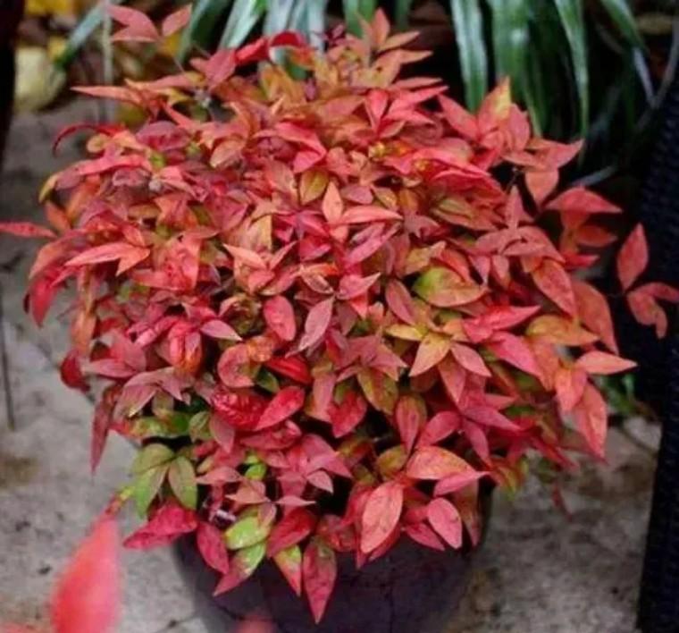 100种观叶植物 | No.22 南天竹养护攻略 - 知乎