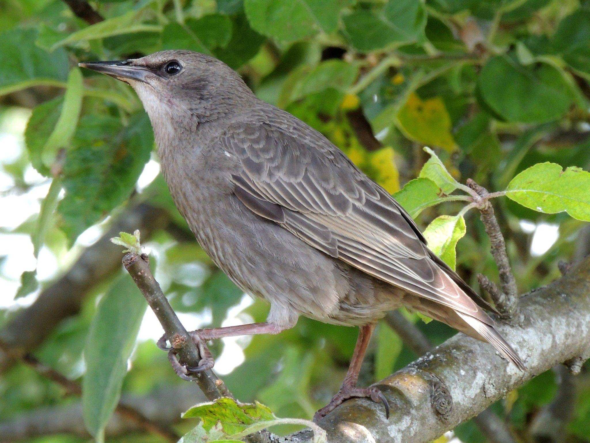 请问这是什么鸟坐标俄罗斯