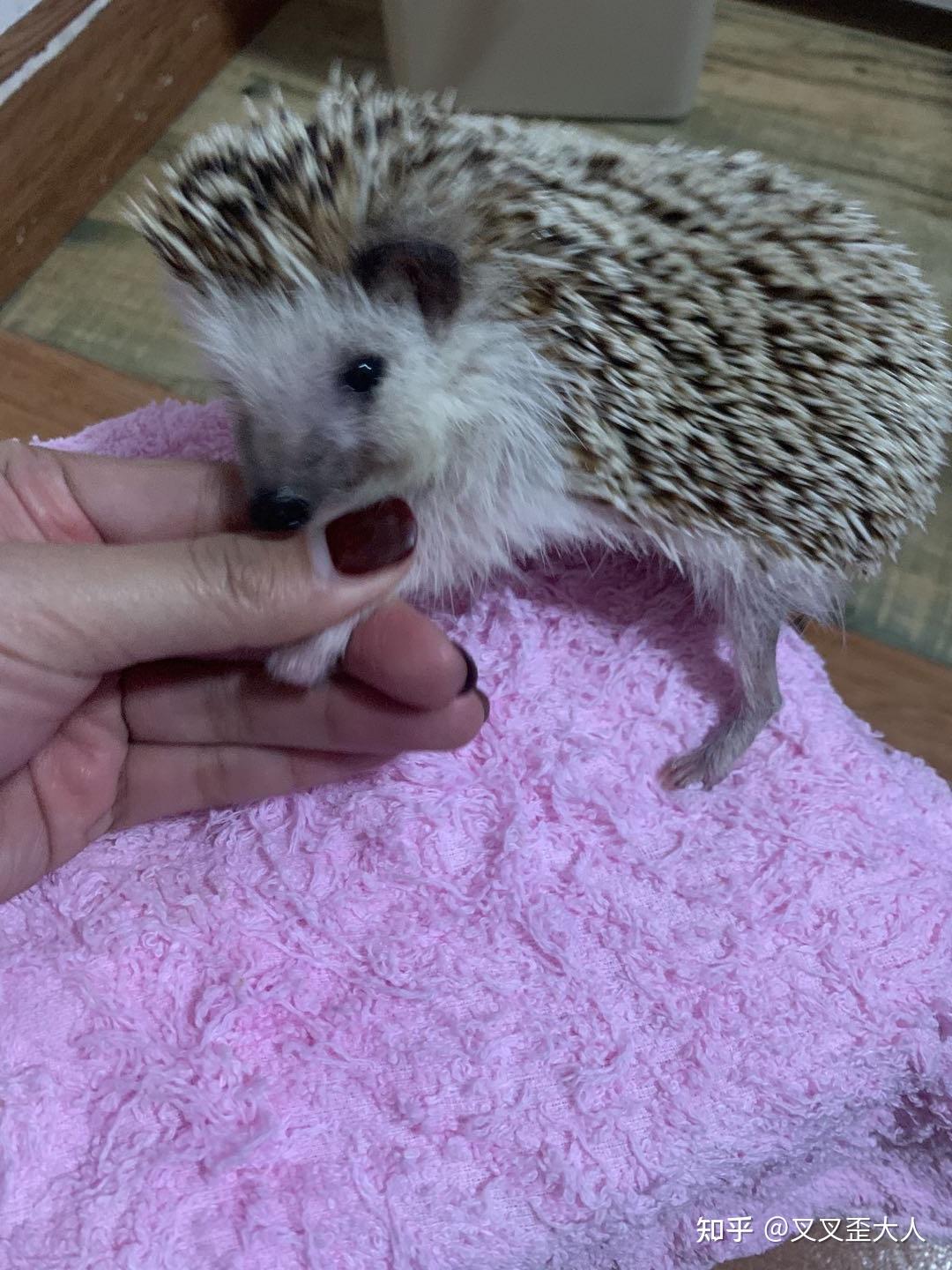 非洲迷你刺猬脚黑了咋办? - 知乎