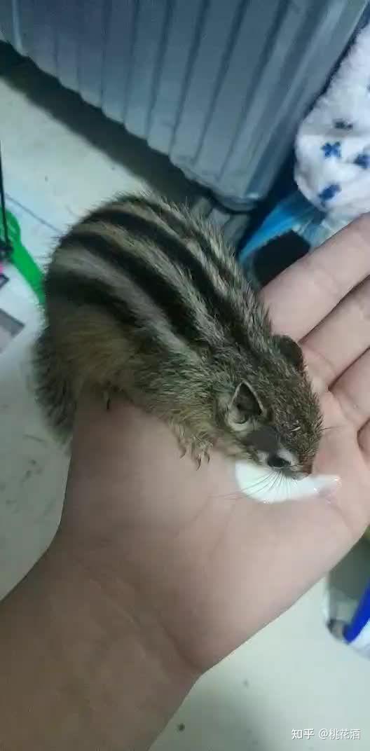 金花松鼠幼崽怎么养啊从来没有养过属于新手