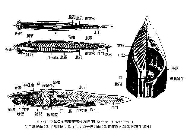 文昌鱼过小肠横切图图片