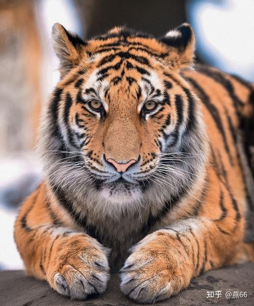 野生东北虎的战斗力能有多强