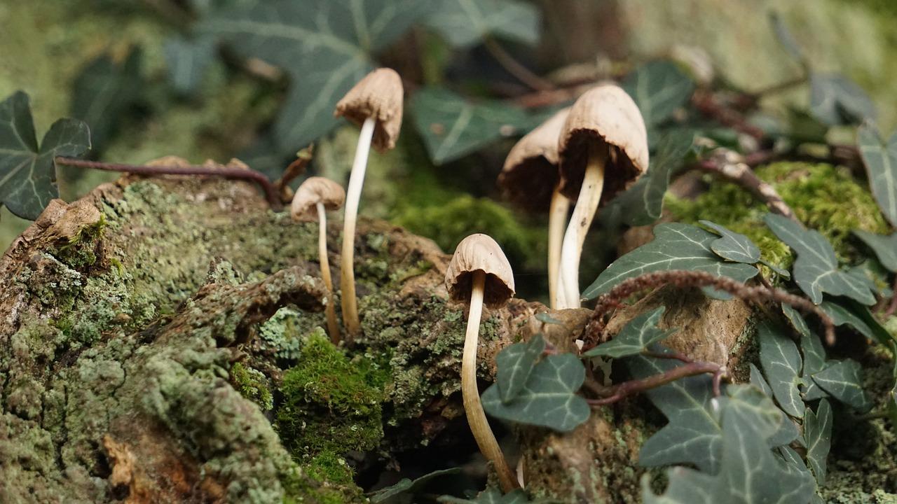 3. 无蟑螂家居指南