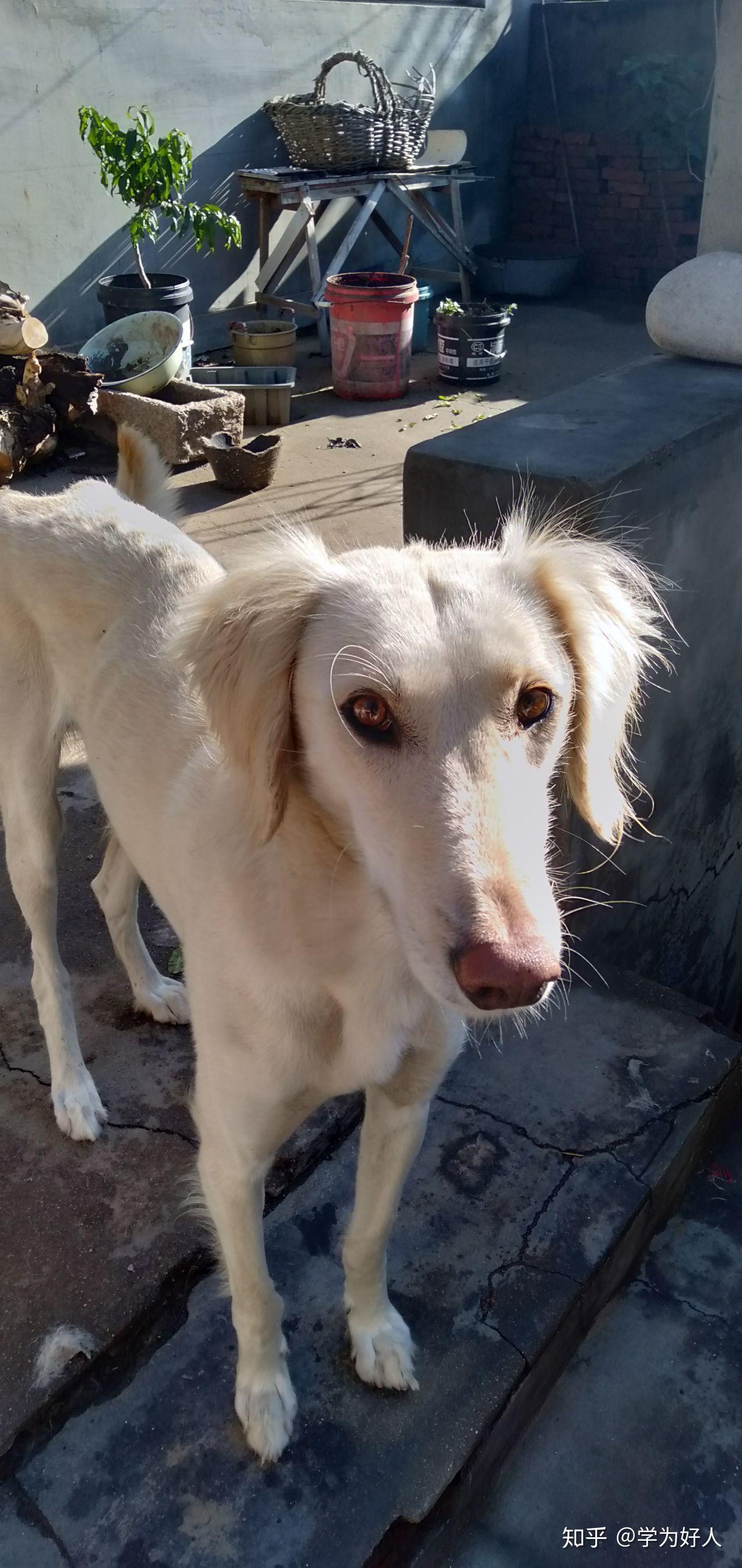 很喜欢山东本地细犬格力灵缇和山东本地细犬该如何区分哪