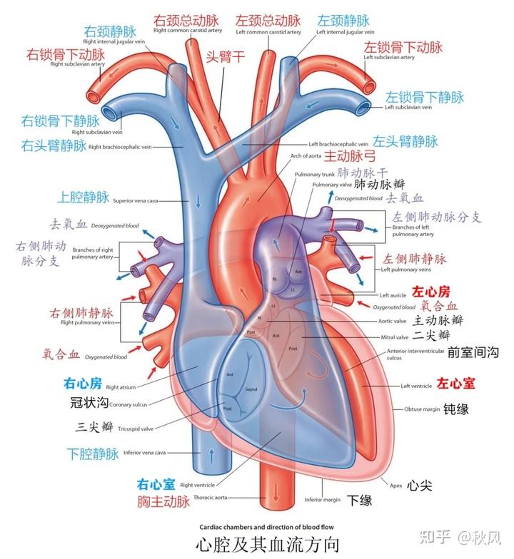 肺息肉图片