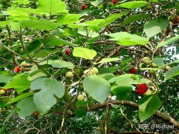118-《构树》 - 知乎