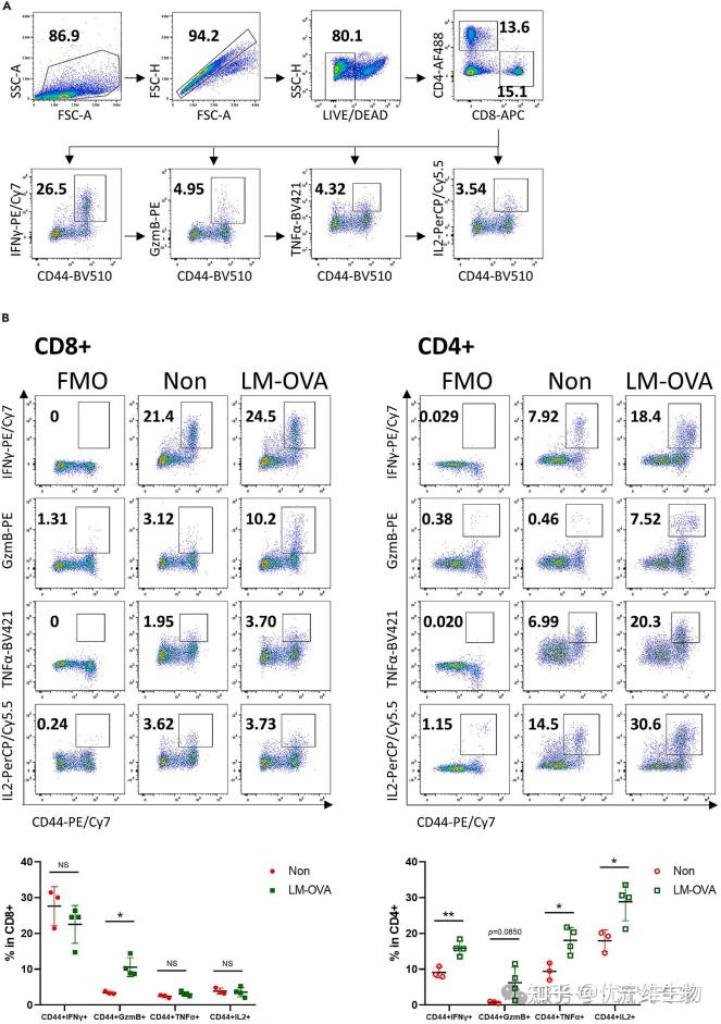 早Cell晚Tc：OVA-李斯特菌感染小鼠模型组织中CD8+T胞内流式分型检测 - 知乎