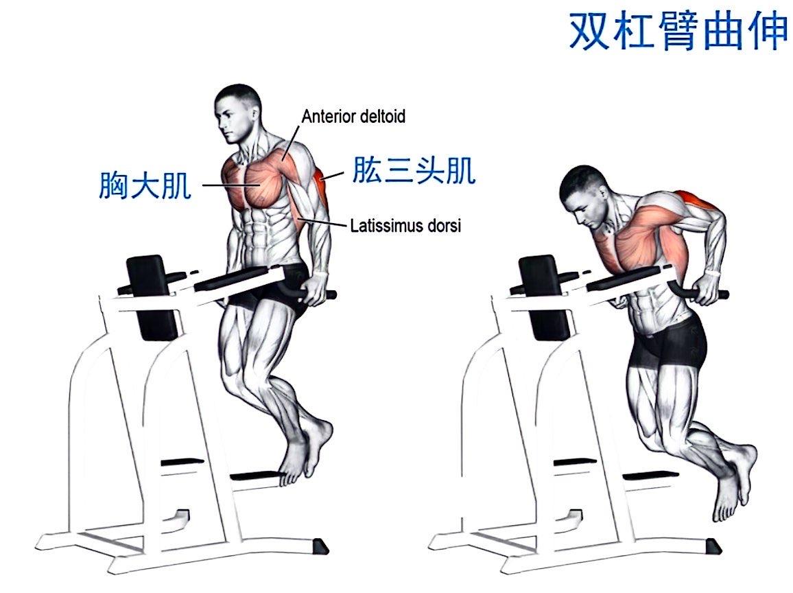双杠臂屈伸在增强肌肉力量方面有哪些独到之处? - 知乎