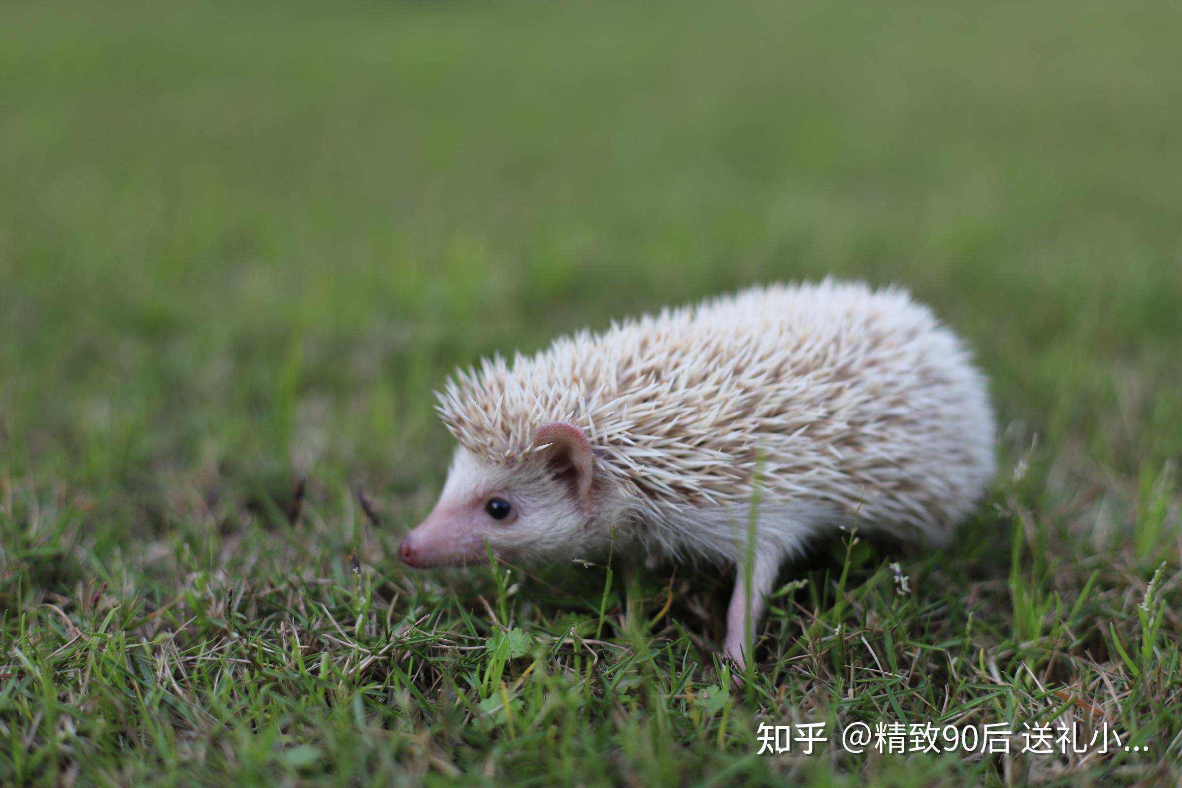 养冷门宠物是种怎样的体验? - 知乎