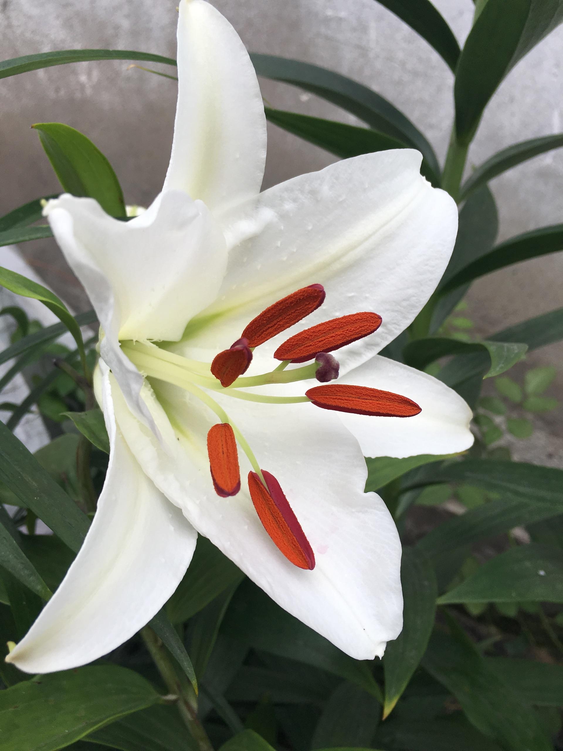 如何种植百合花(西伯利亚)? - 知乎