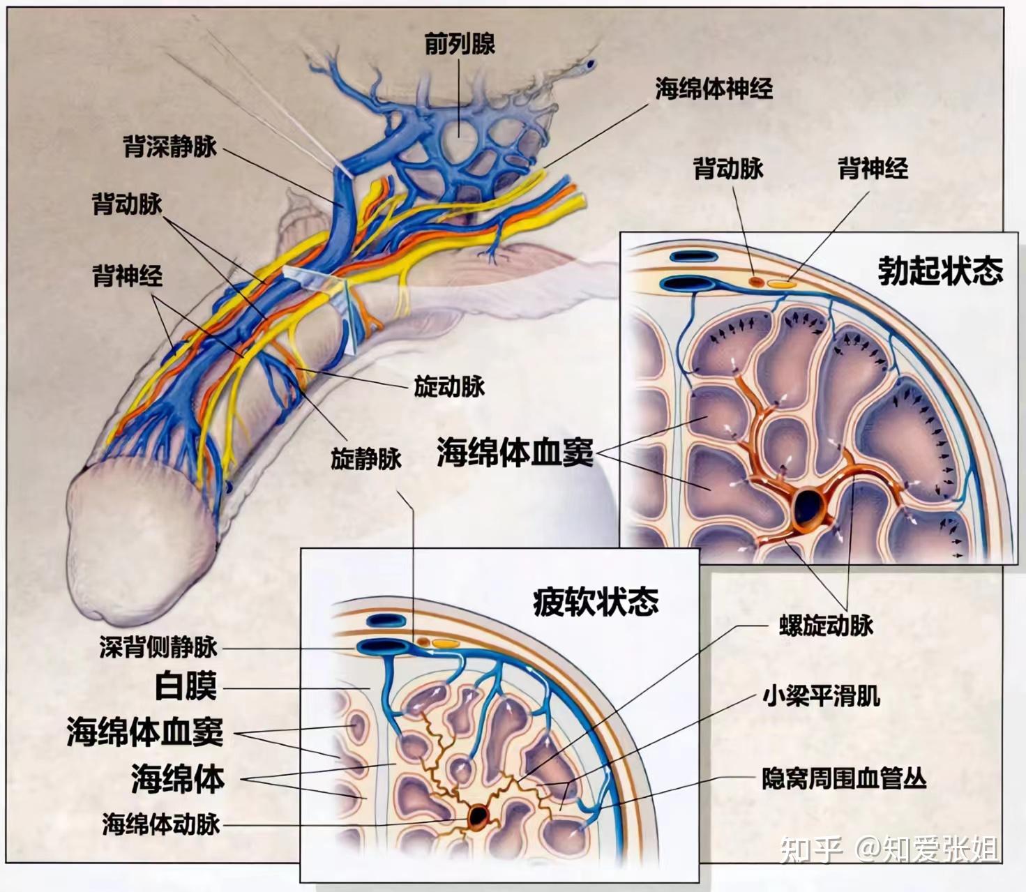 男生的丁丁构造图片