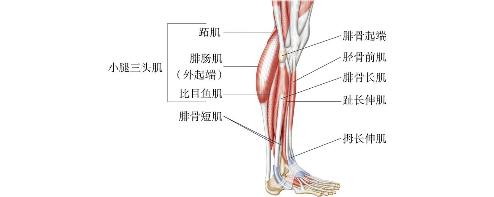 小腿内侧结构图图片