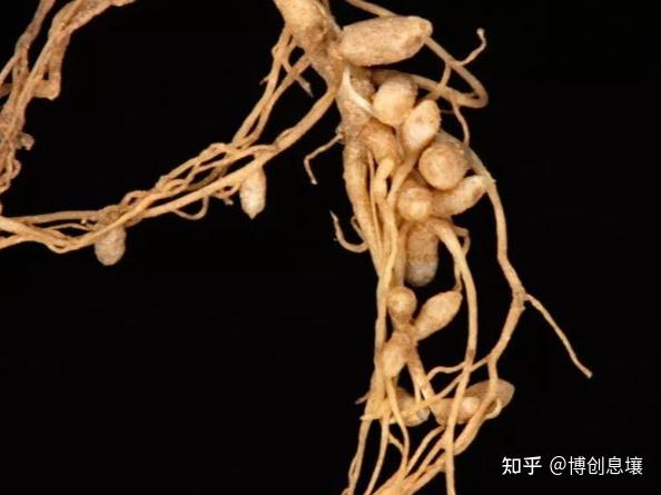 根瘤菌对花生丰产的作用 - 知乎