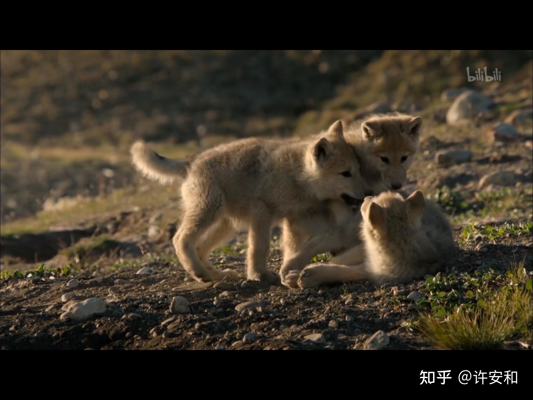 你看过什么优质的关于狼的纪录片