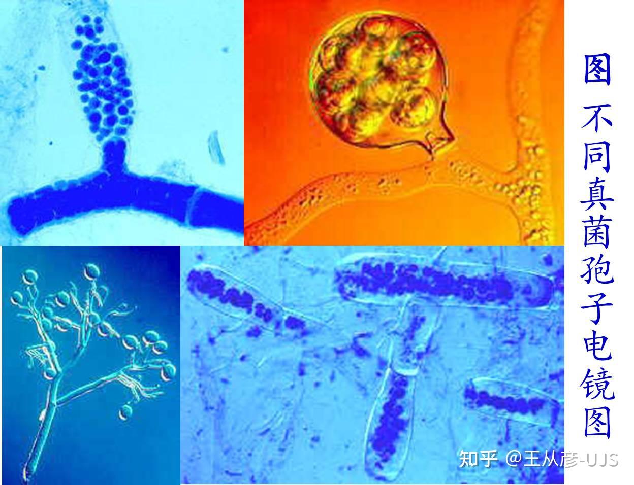 环境微生物之真菌 - 知乎