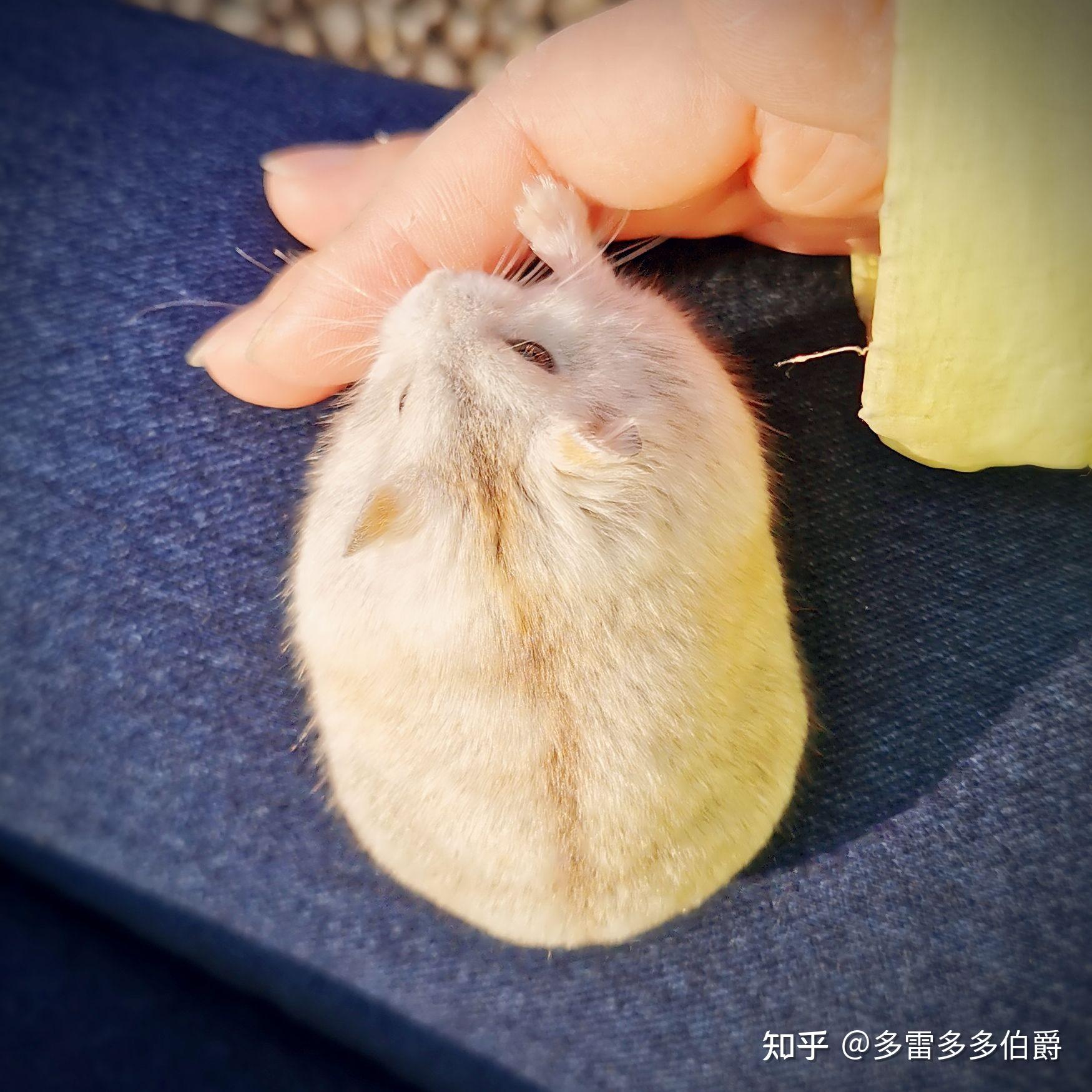 请问养仓鼠不用垫料仓鼠会死吗? - 知乎