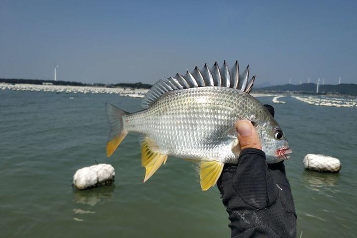 黑鲷黄鳍鲷真鲷等鲷科鱼类的垂钓技巧
