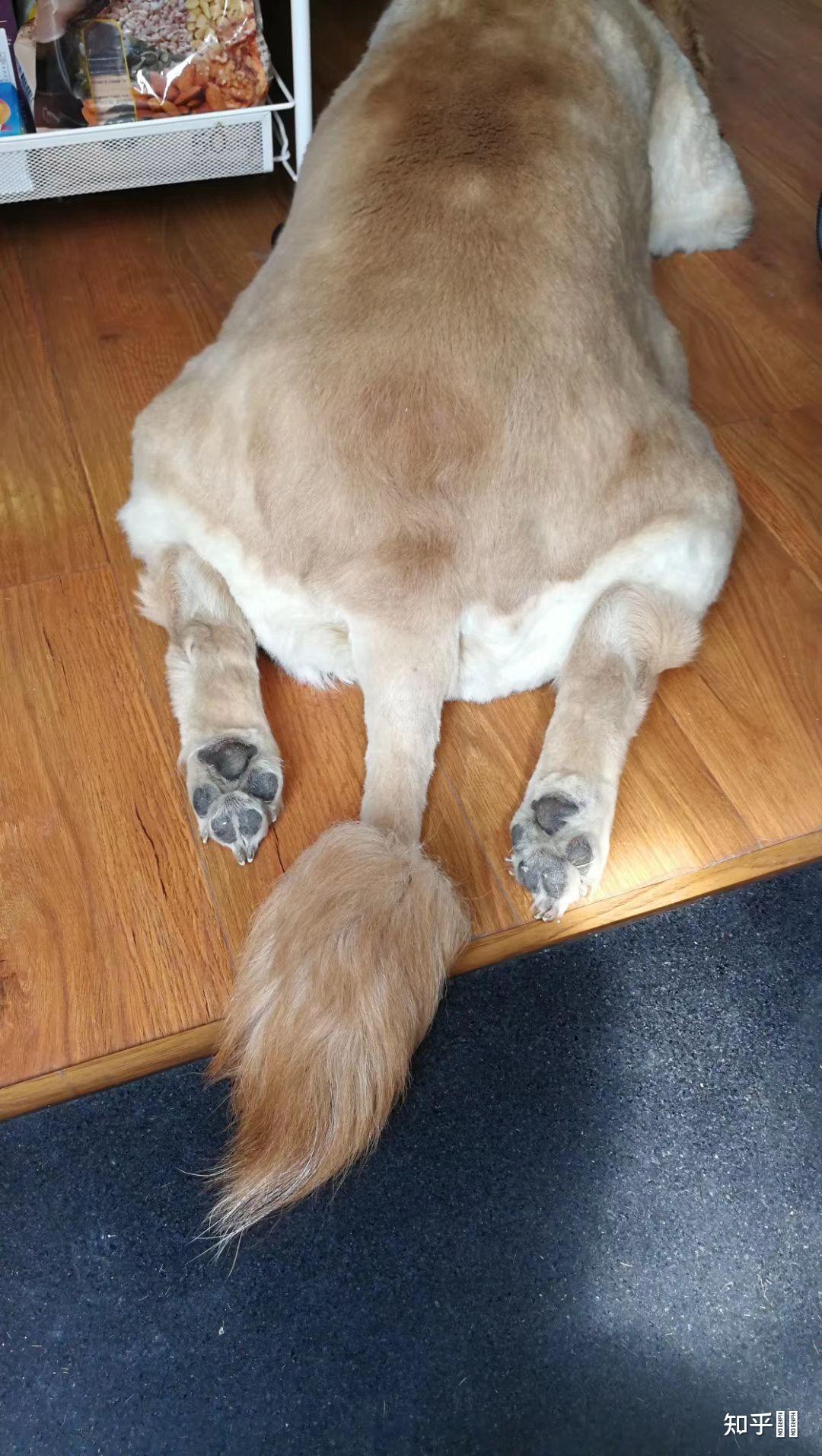 金毛母犬怕陌生人,也怕其他狗狗,胆子特别小,该怎么训练它? - 知乎