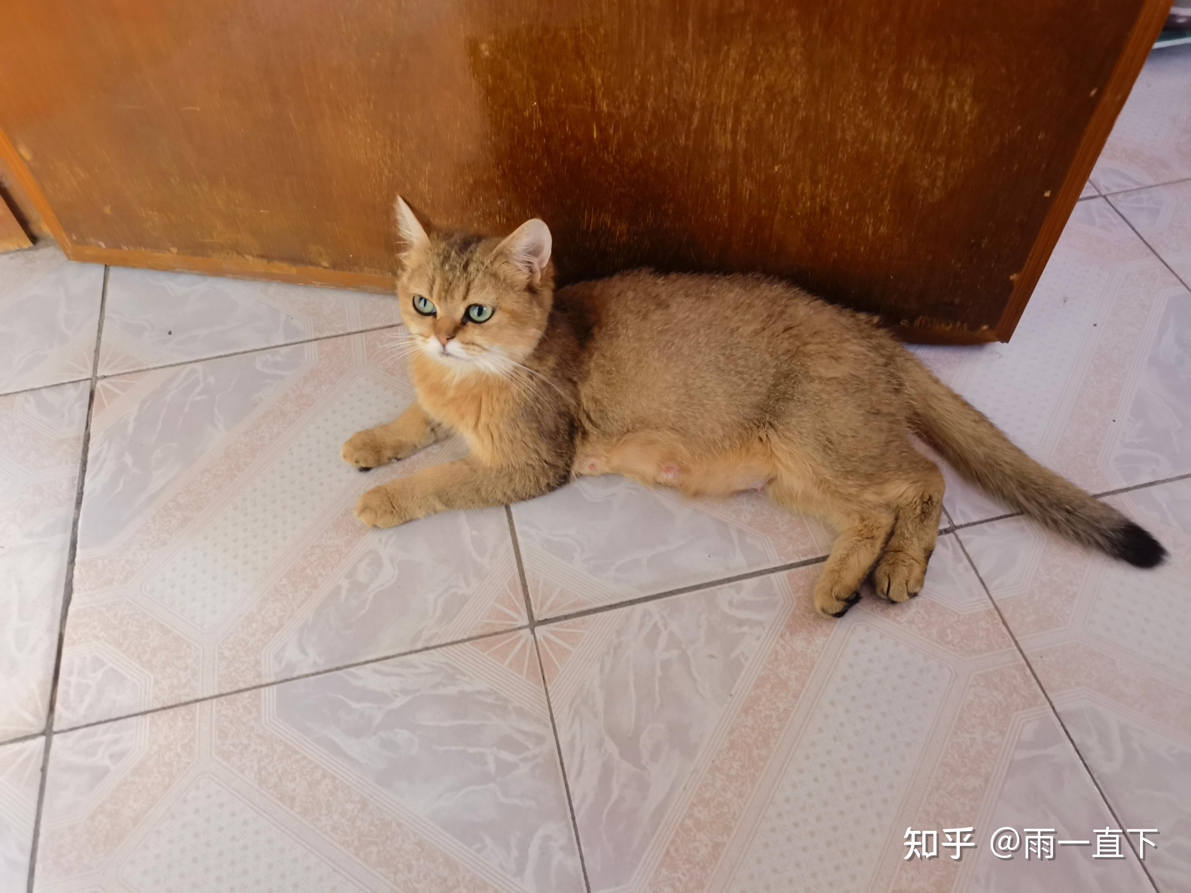 农村养猫如何防止猫走丢? - 知乎