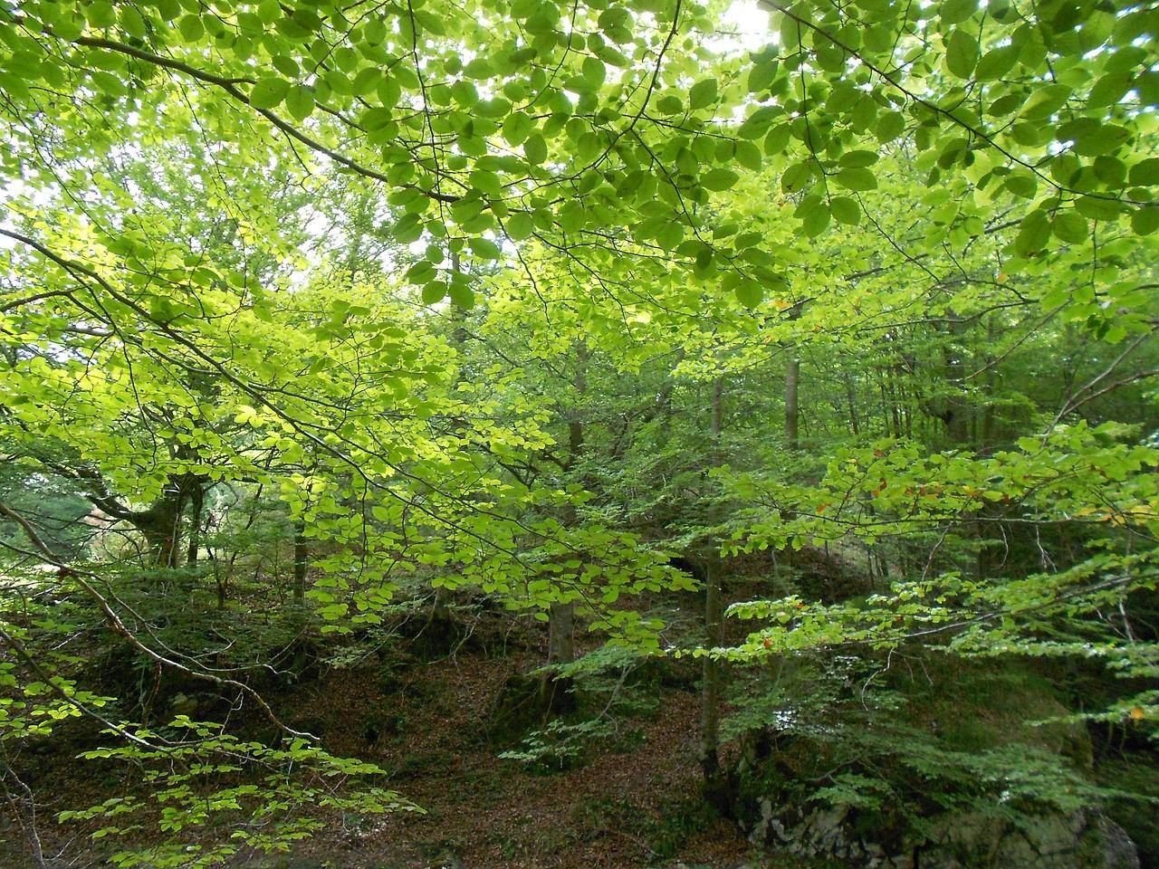 3. 松材销售年限