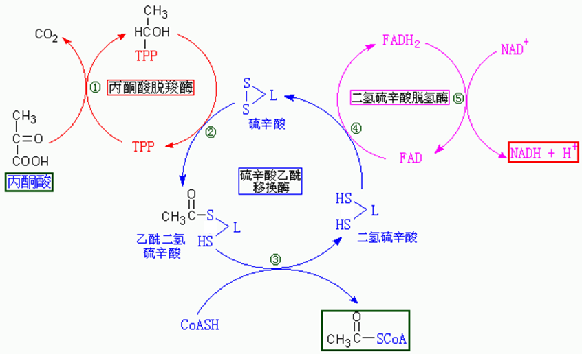 在糖酵解後丙酮酸在生成二氧化碳和乙酰輔酶a時還轉化了一個nadhh這裡