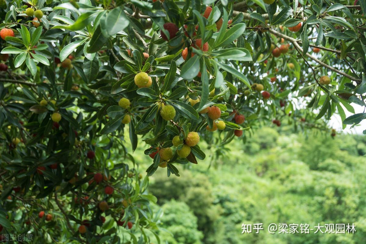 杨梅如何种植？ - 知乎