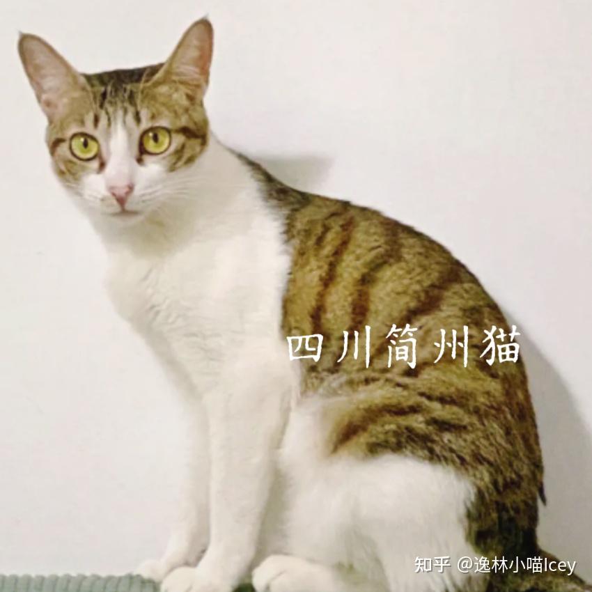 中国本土十大“名猫”大揭秘:你认识几种呢? - 知乎