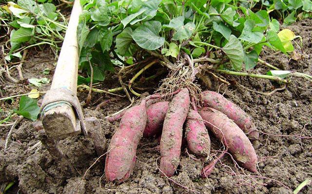 红薯专用根茎块膨大素价格红薯根茎块膨大剂哪个牌子的好红薯专用膨大