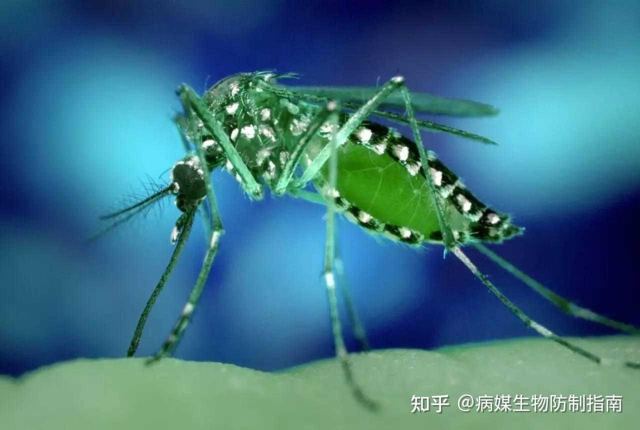 什么是致倦库蚊 - 知乎