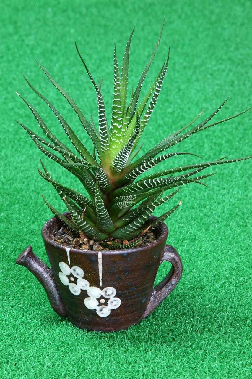 家里放芦荟有什么作用