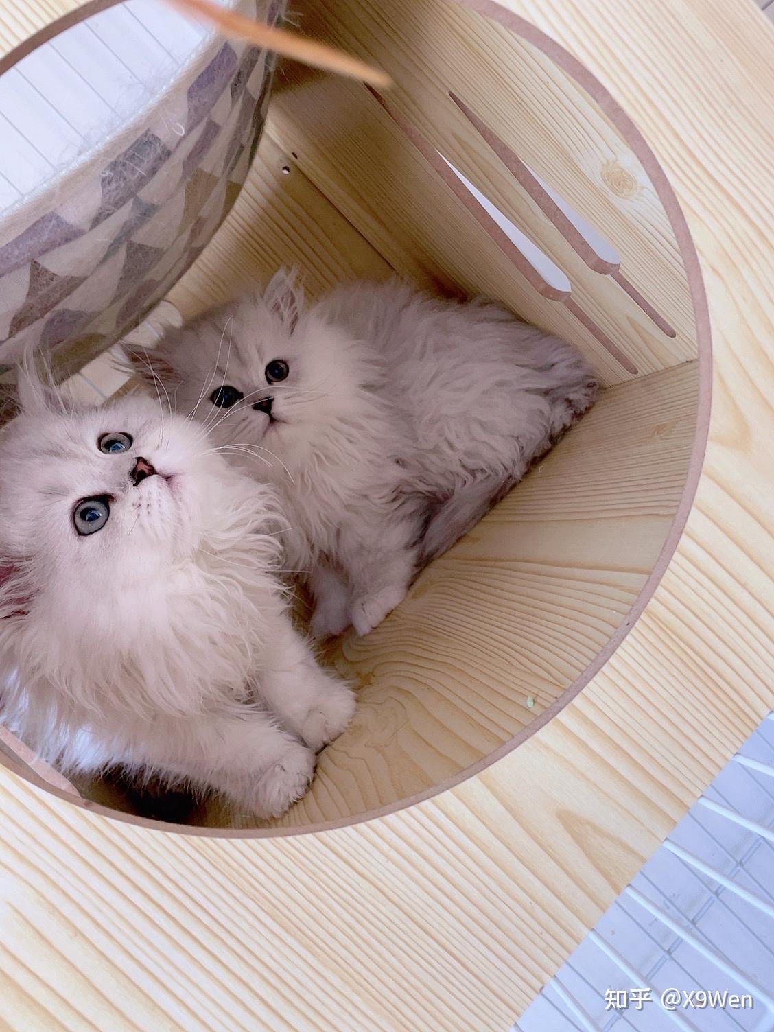 银渐层配金吉拉算不算串