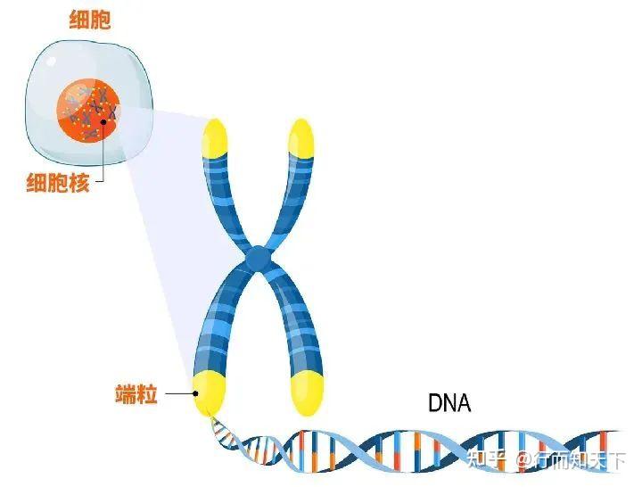 端粒的长度决定了寿命的长短,这样做可以延长端粒? - 知乎