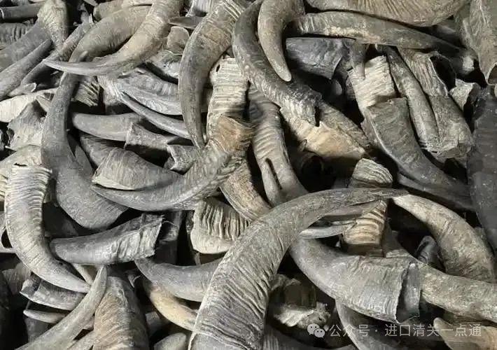 动物原牙进口全指南:河马牙与猛犸象牙的合规之路 - 知乎