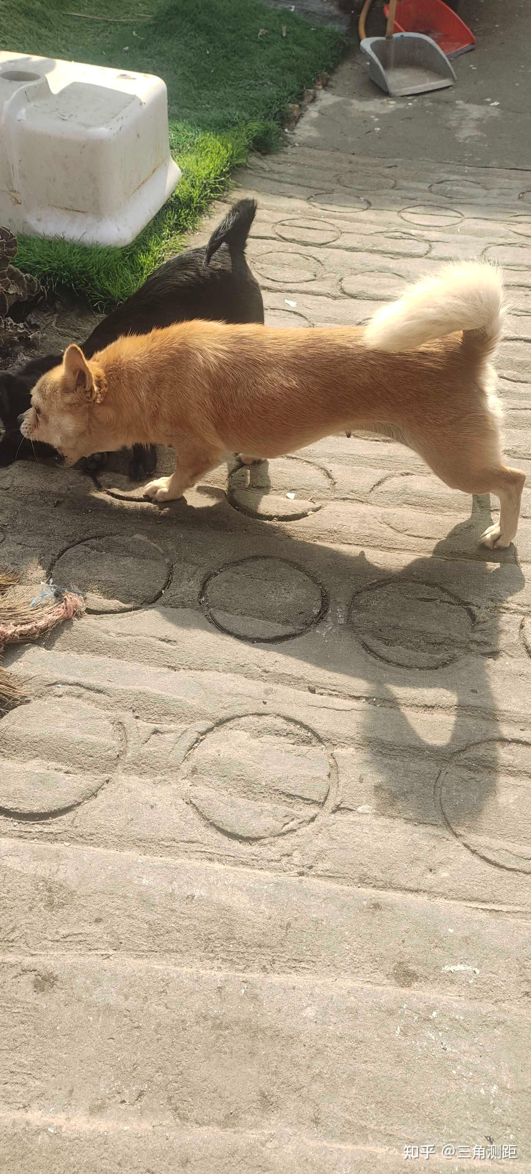 农村土狗多少钱一只图片