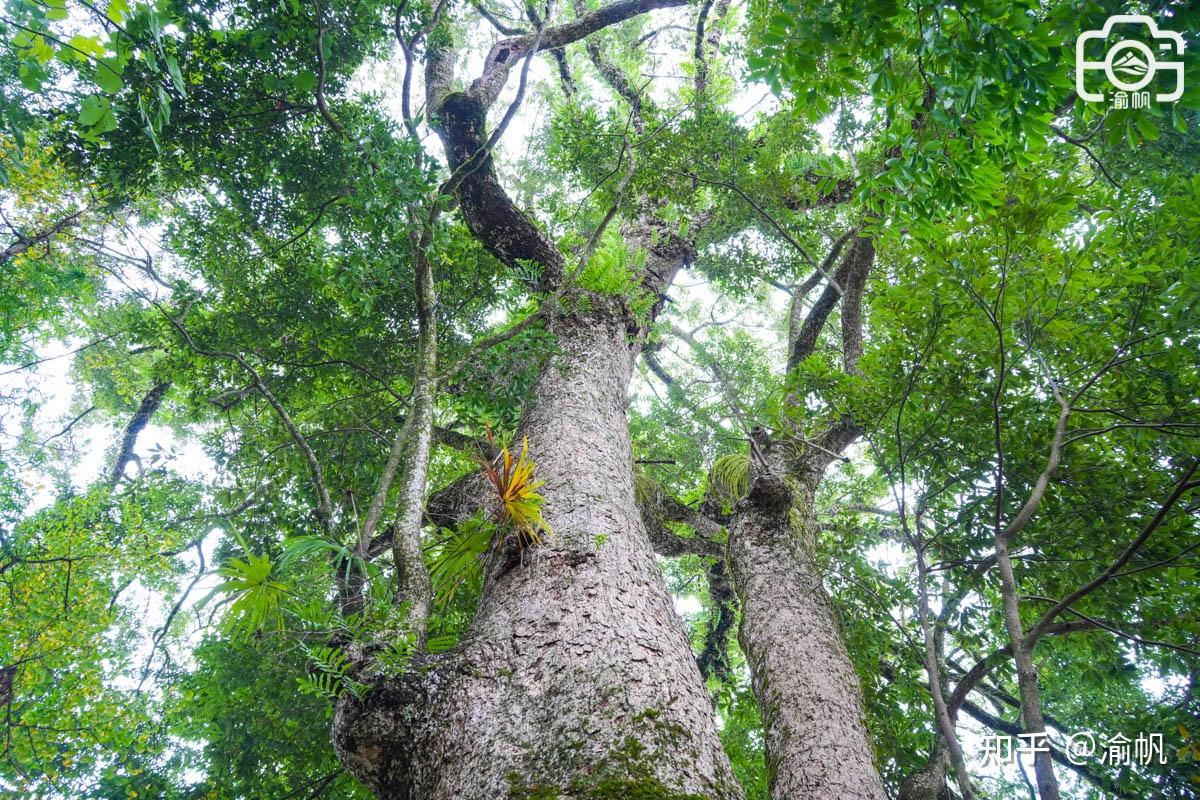 重庆发现世界最大的千年金丝楠木群，树王超1500年，你知道吗？ - 知乎