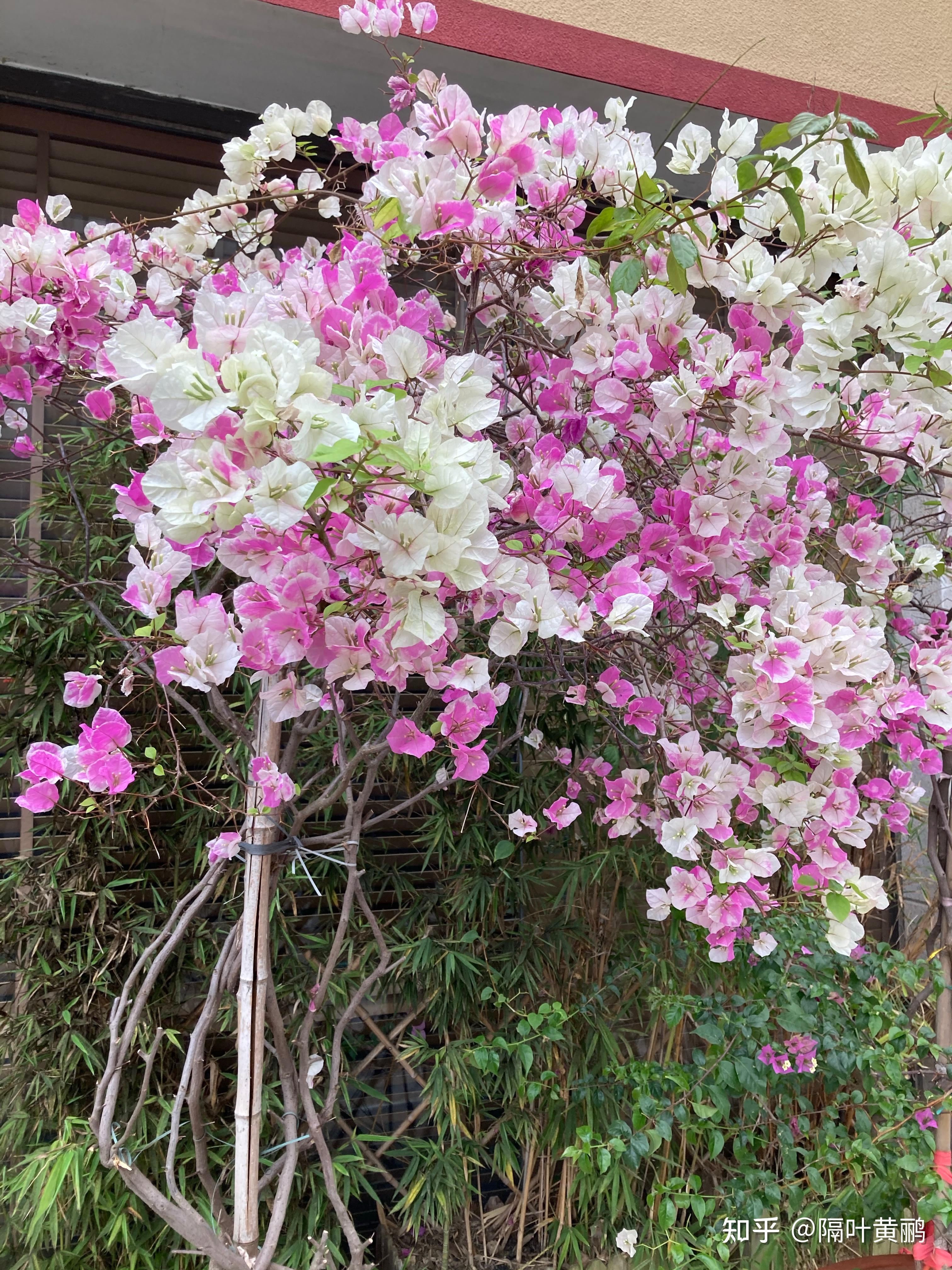 上海市市树市花图片