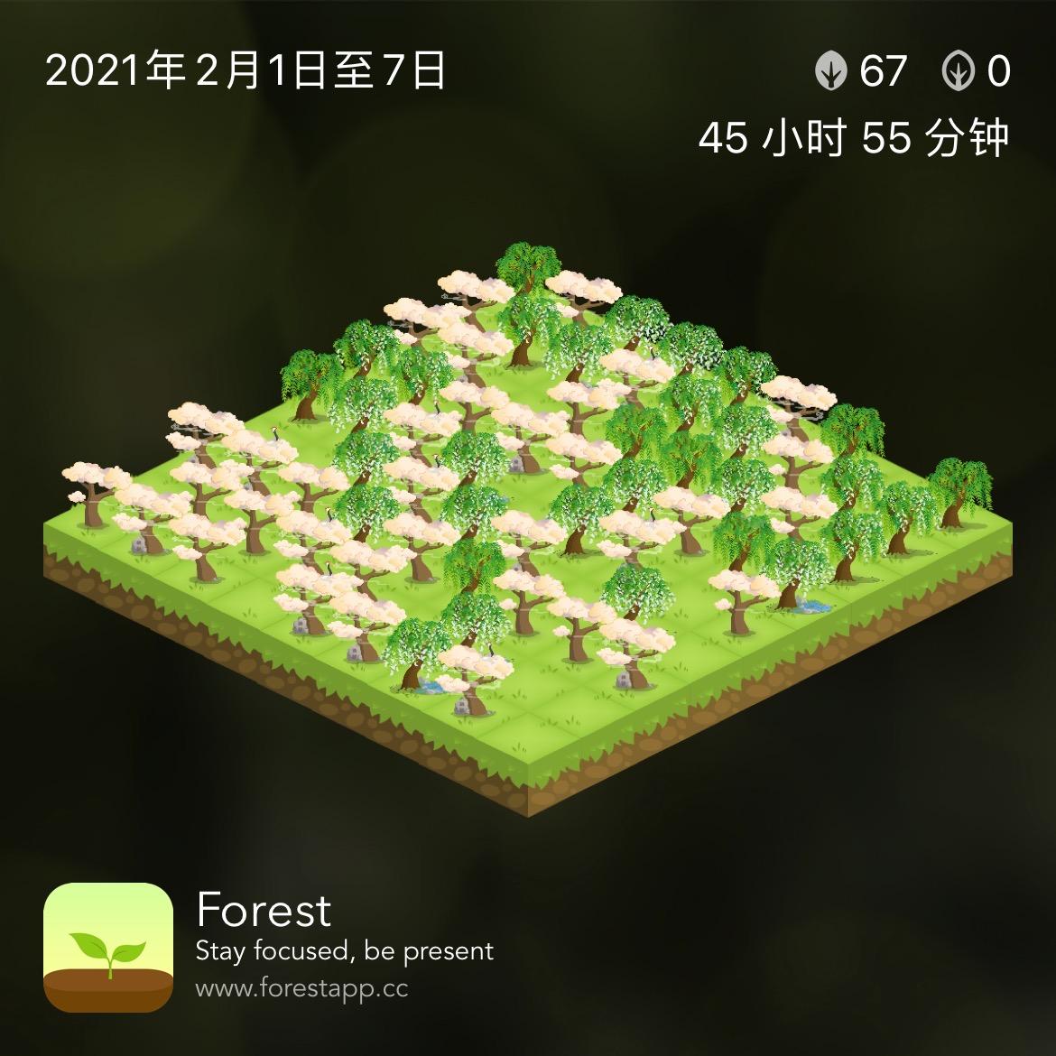 用forest种树怎样搭配最好看? - 知乎