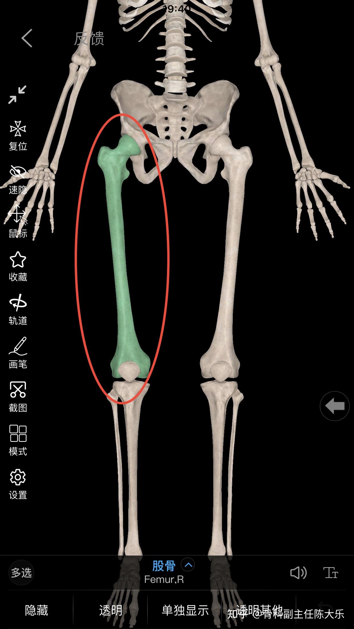 大腿根部骨骼结构图图片