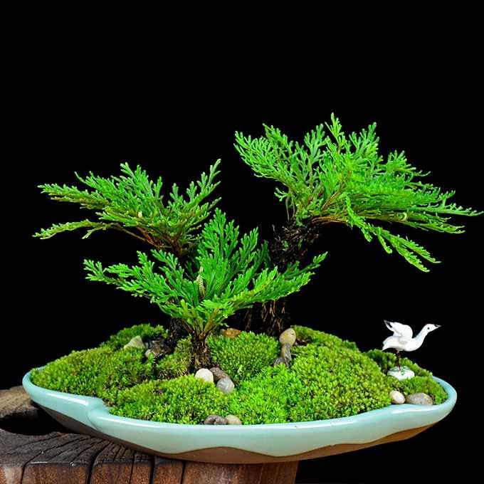 阴暗角落里也可以展现勃勃生机的七种常见蕨类植物- 知乎